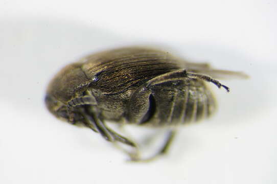 Image of Broom Seed Beetle