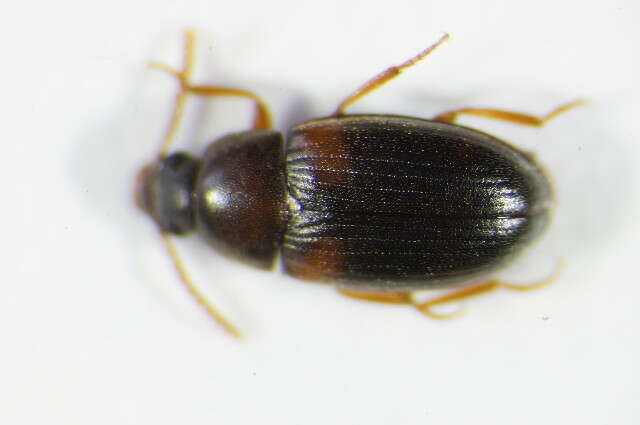 Image of Two-banded Fungus Beetle