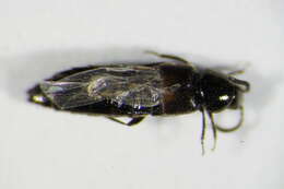 Imagem de Aleochara (Coprochara) bipustulata (Linnaeus 1760)