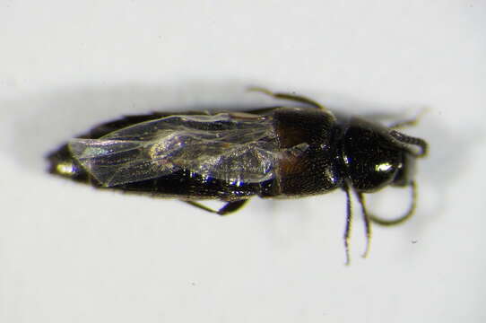 Image of Aleochara (Coprochara) bipustulata (Linnaeus 1760)