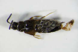 Image of Atheta (Atheta) euryptera (Stephens 1832)