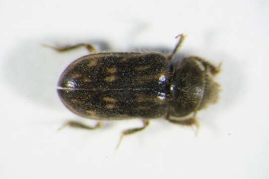 Image of <i>Heterocerus fenestratus</i>