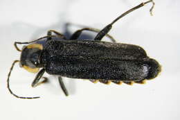 Image de <i>Cantharis paradoxa</i>