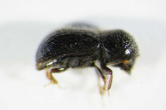 Image of Bark beetle