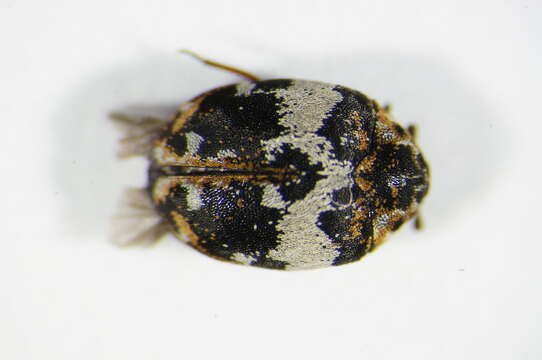 Image of Dermestid beetle