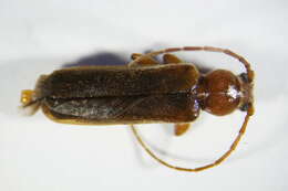 Image of Long-horned beetle