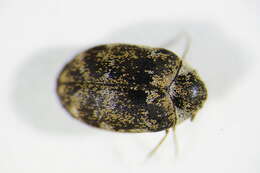 Image of skin beetles
