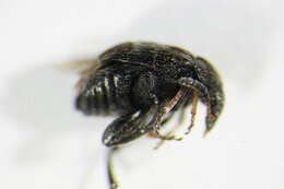 Plancia ëd <i>Bruchus luteicornis</i>