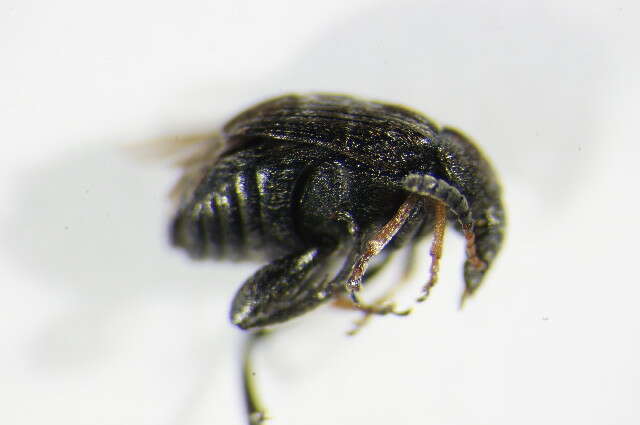 Image de <i>Bruchus luteicornis</i>