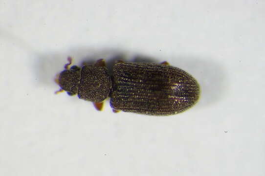 Image of Berginus tamarisci