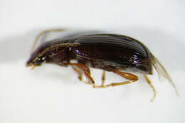 Image of Carabidae