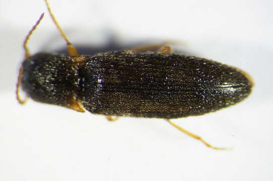 Image of <i>Agriotes acuminatus</i>