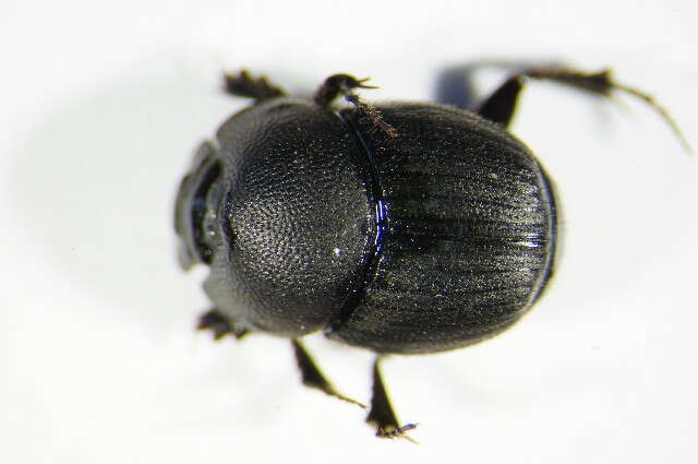 Image of Onthophagus (Palaeonthophagus) ovatus (Linnaeus 1767)