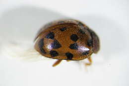 Image of Subcoccinella