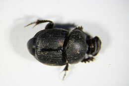 Image of Onthophagus (Palaeonthophagus) joannae Goljan 1953