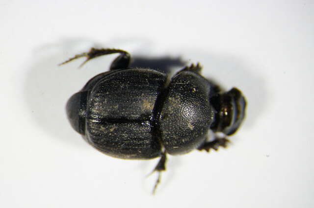 Слика од Onthophagus (Palaeonthophagus) joannae Goljan 1953