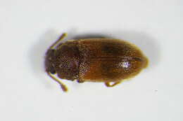 Image de <i>Cryptophagus pubescens</i>