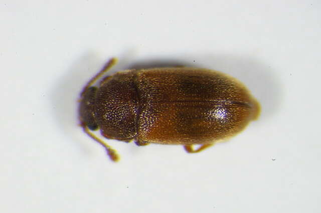 Image de <i>Cryptophagus pubescens</i>