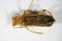 Image of <i>Cantharis cryptica</i>