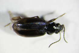 Image of Bembidion (Philochthus) lunulatum (Geoffroy ex Fourcroy 1785)