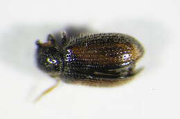 Image of Laricobius erichsonii