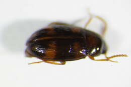 Image of Two-banded Fungus Beetle