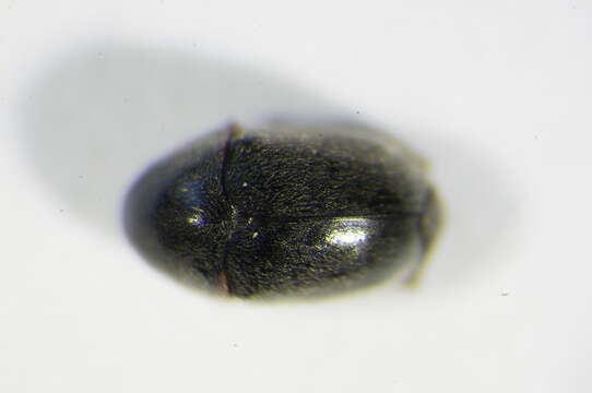 Image of <i>Mesocoelopus niger</i>