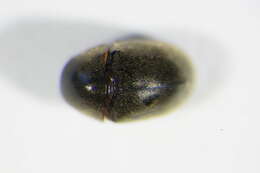 Image of <i>Mesocoelopus niger</i>