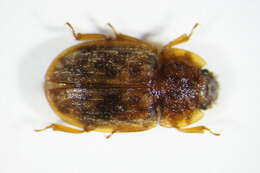 Image of <i>Soronia punctatissima</i>