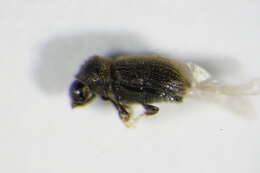 Image of Bast bark beetle