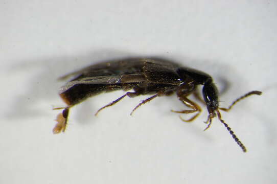 Image of Rove beetle