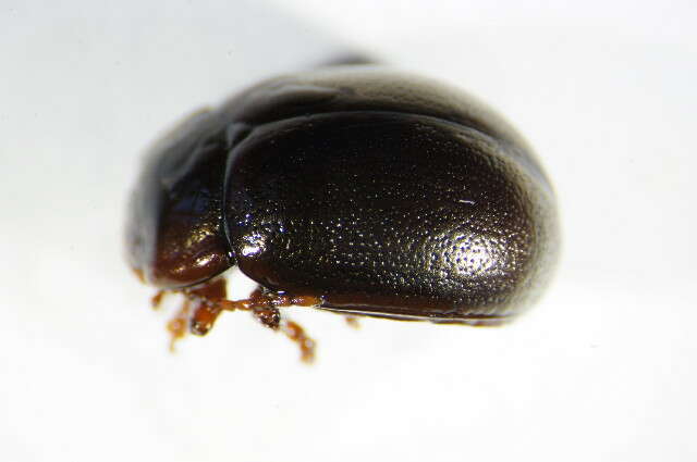 Image of Brown mint leaf beetle