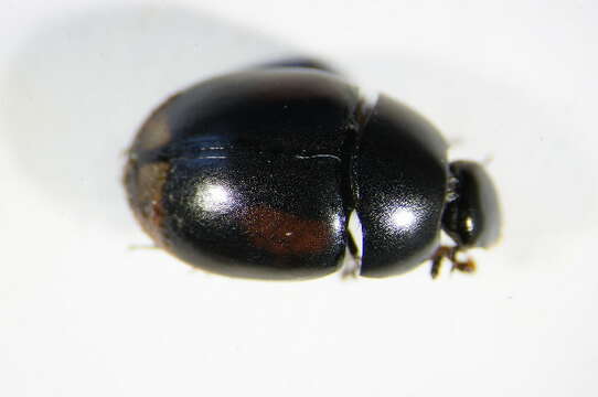 Image of Dung beetle