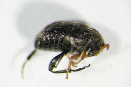 Image de <i>Bruchus luteicornis</i>