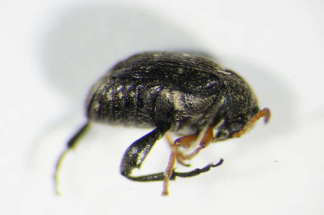 Image of <i>Bruchus luteicornis</i>