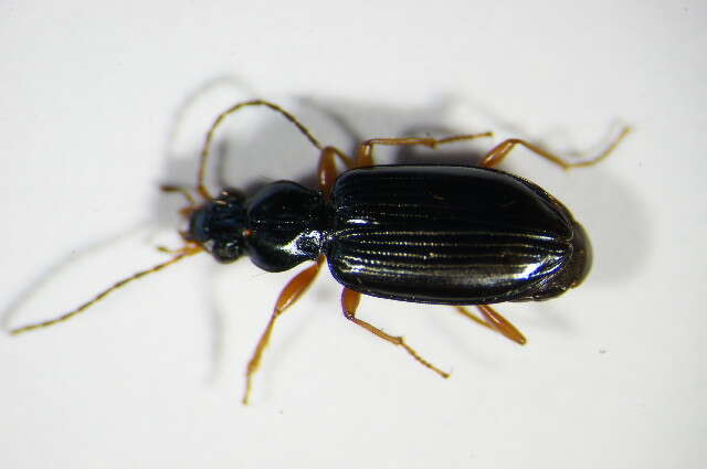 Image of Bembidion (Ocydromus) decorum (Panzer 1799)