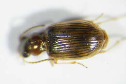 Image de Bembidion (Paraprincidium) ruficolle (Panzer 1796)