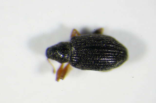 Image of Isochnus sequensi