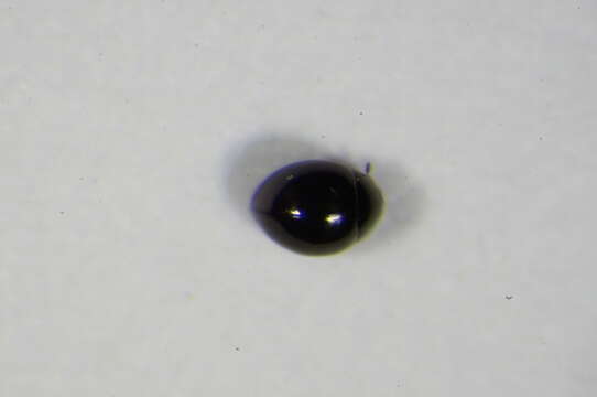 Image of Sphaeriusoidea