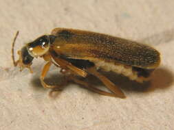 Imagem de <i>Cantharis decipiens</i>