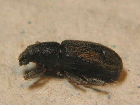 Image of Pea Leaf Weevil