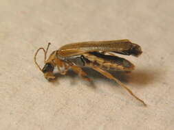 Imagem de <i>Cantharis decipiens</i>