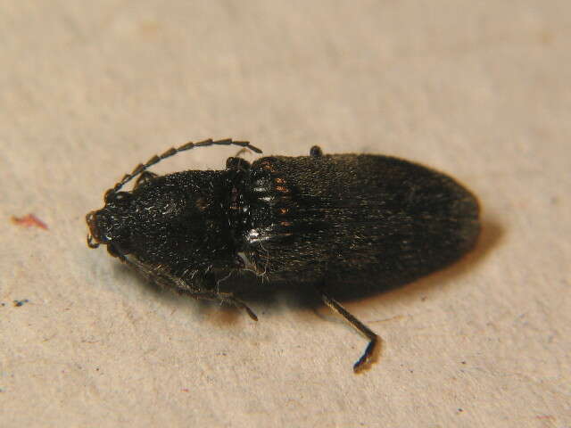Image of Hemicrepidius