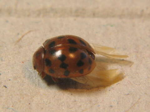 Subcoccinella的圖片