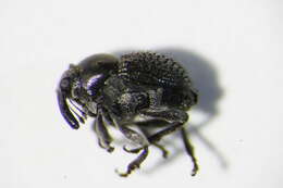 Image of <i>Zacladus exiguus</i>