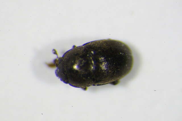 Image of Sagittogethes obscurus