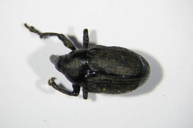 Image of Weevil