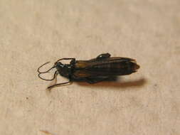 Image of <i>Oedemera subulata</i>