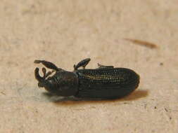 Image of Yellow toadflax stem weevil