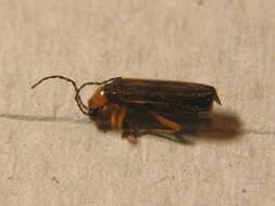 Image of <i>Rhagonycha lutea</i>